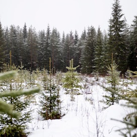 Metsien sopeutumista muuttuvaan ilmastoon voi parantaa tuoreen kirjan mukaan esimerkiksi lisäämällä sekametsiä ja valitsemalla kasvupaikalle sopivia puulajeja.