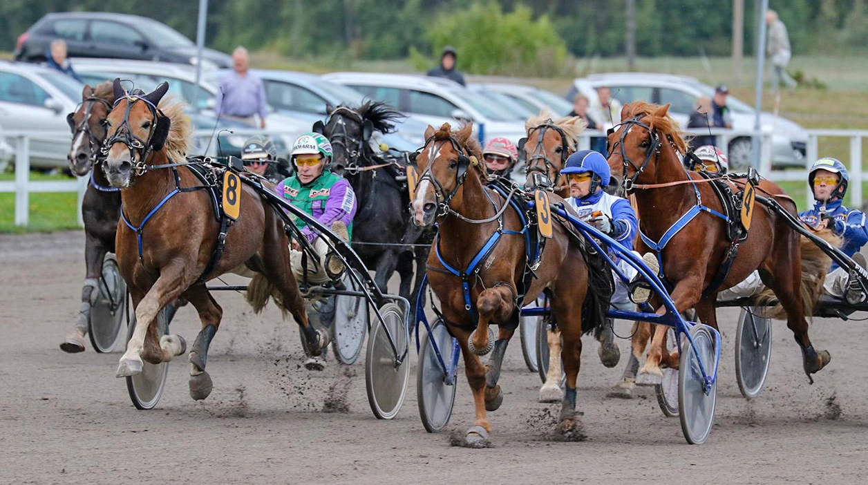 Suomenhevoset ja norjalaiset sekä ruotsalaiset kylmäveriset ovat kohdanneet tähän asti lähinnä avoimissa lähdöissä, kuten kuvan PM-koitoksessa viime vuonna. Vierasblogissa Kaj Närhinen pohtii, miten suomenhevosille saataisiin lisää kilpailumahdollisuuksia Ruotsissa myös rahasarjoissa.