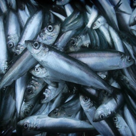 Silakka on kaupallisen kalastuksen listaykkönen Itämerellä. Se on myös valtalaji Pohjanlahdella.