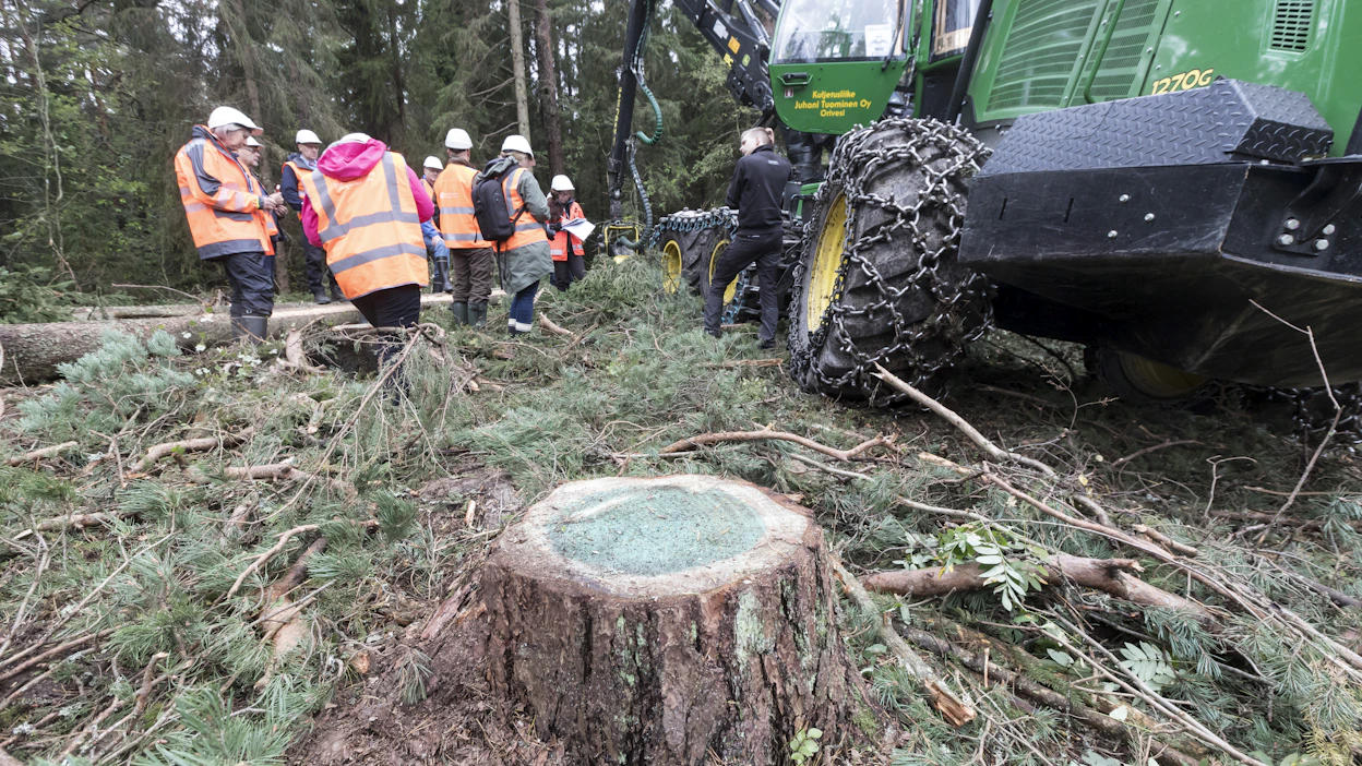 Juurikäävän torjunta on tärkeää, sillä se aiheuttaa metsätaloudelle merkittäviä vahinkoja.