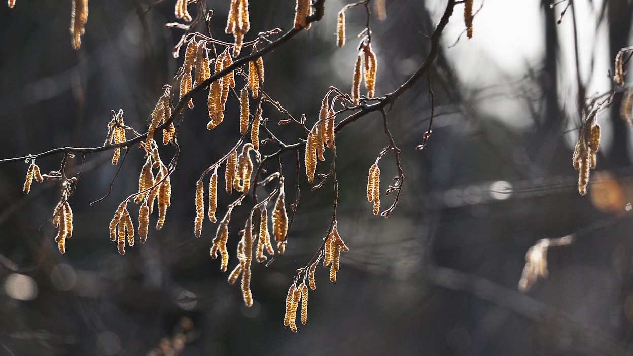 Pähkinäpensaan kukinto.