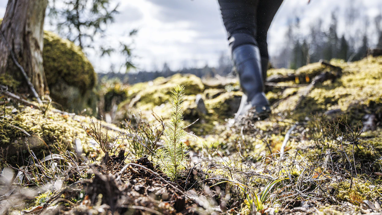 Lämpimänä kevätpäivänä on hyvä kiertää metsäpalstoja.