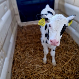 Tämä virolaisella maitotilalla syntynyt sonnivasikka lähtee kahden viikon iässä pitkälle matkalle. Virosta lähetetään vuosittain 34 000 ternivasikkaa maan rajojen yli.