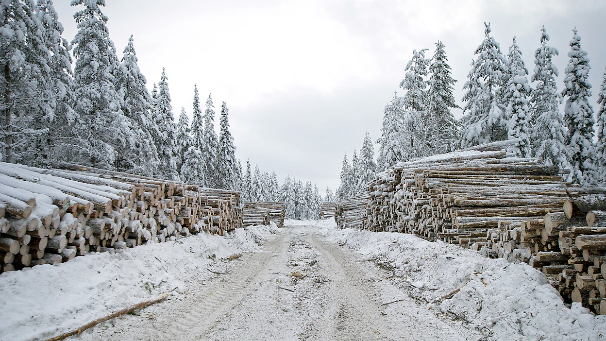 Metsäkeskus sai viime vuonna runsaasti metsätien perusparannuksen tukihakemuksia.
