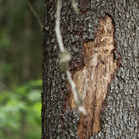 Kaarnakuoriaiset tappavat heikentyneitä puita. Kuva on Jyväskylän Laajavuoren virkistysalueelta.