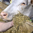 Nurmi soveltuu monen muunkin kuin säilörehun raaka-aineeksi.