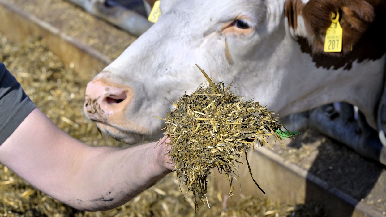 Nykyajan tehokas karjatila nojaa optimoituun ruokintaan. Kuvituskuva.