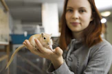 Viivi Välimäki hankki ensimmäiset gerbiilinsä vuonna 2004. 