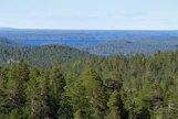 Metsää Inarissa.
