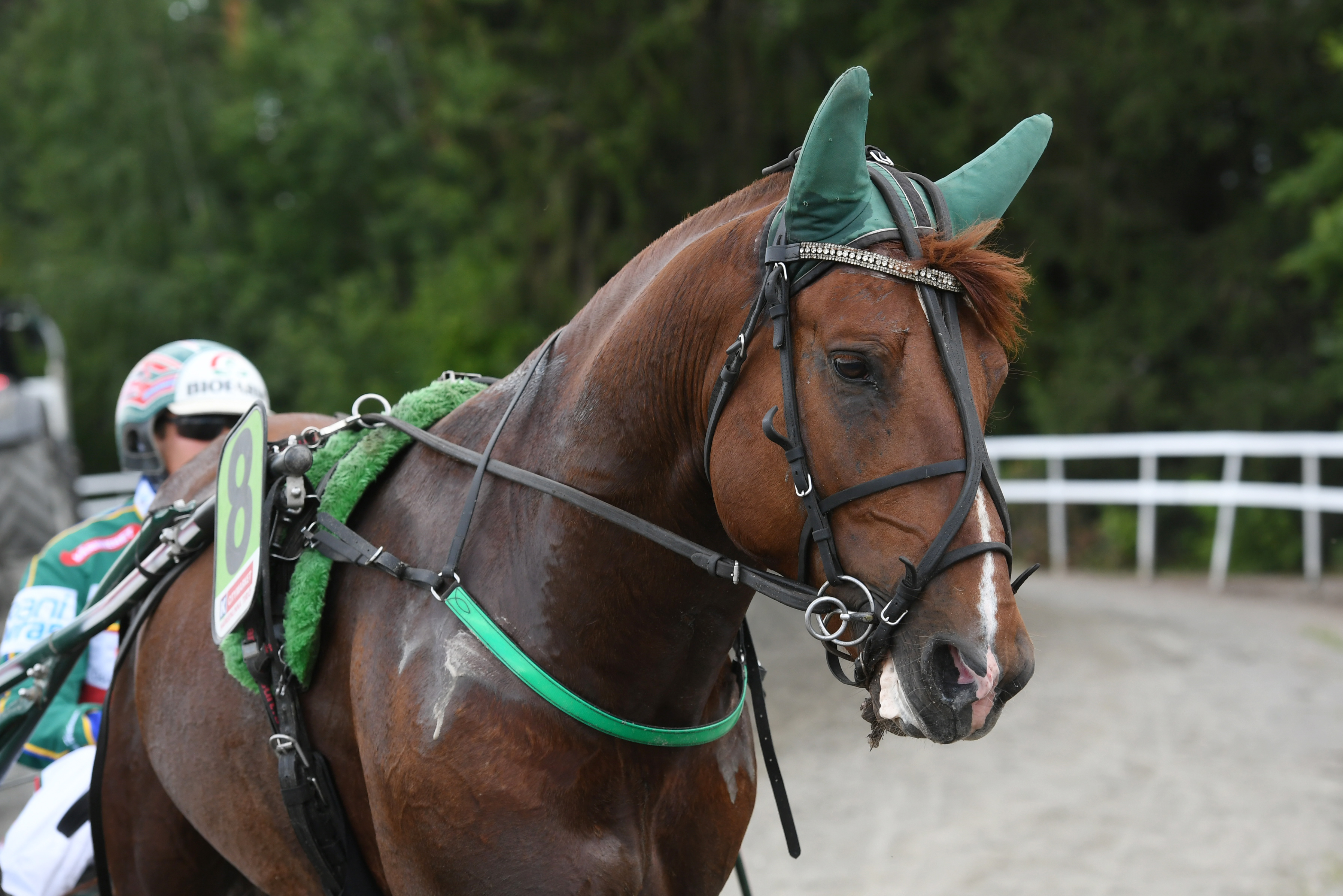 Pro voitti Satakunta-ajon vuonna 2021. Lauantaina ori tavoittelee Satakunta Seniorin voittoa.