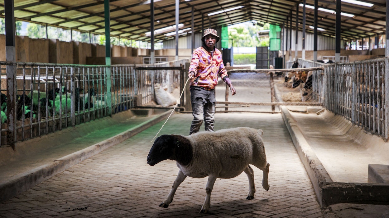 Naiposha farm työllistää 19 ihmistä. Maataloudella on merkittävä rooli Kenian työllisyydessä. Kuivuus on tehnyt olosuhteista viljelyä ajatellen haastavat.