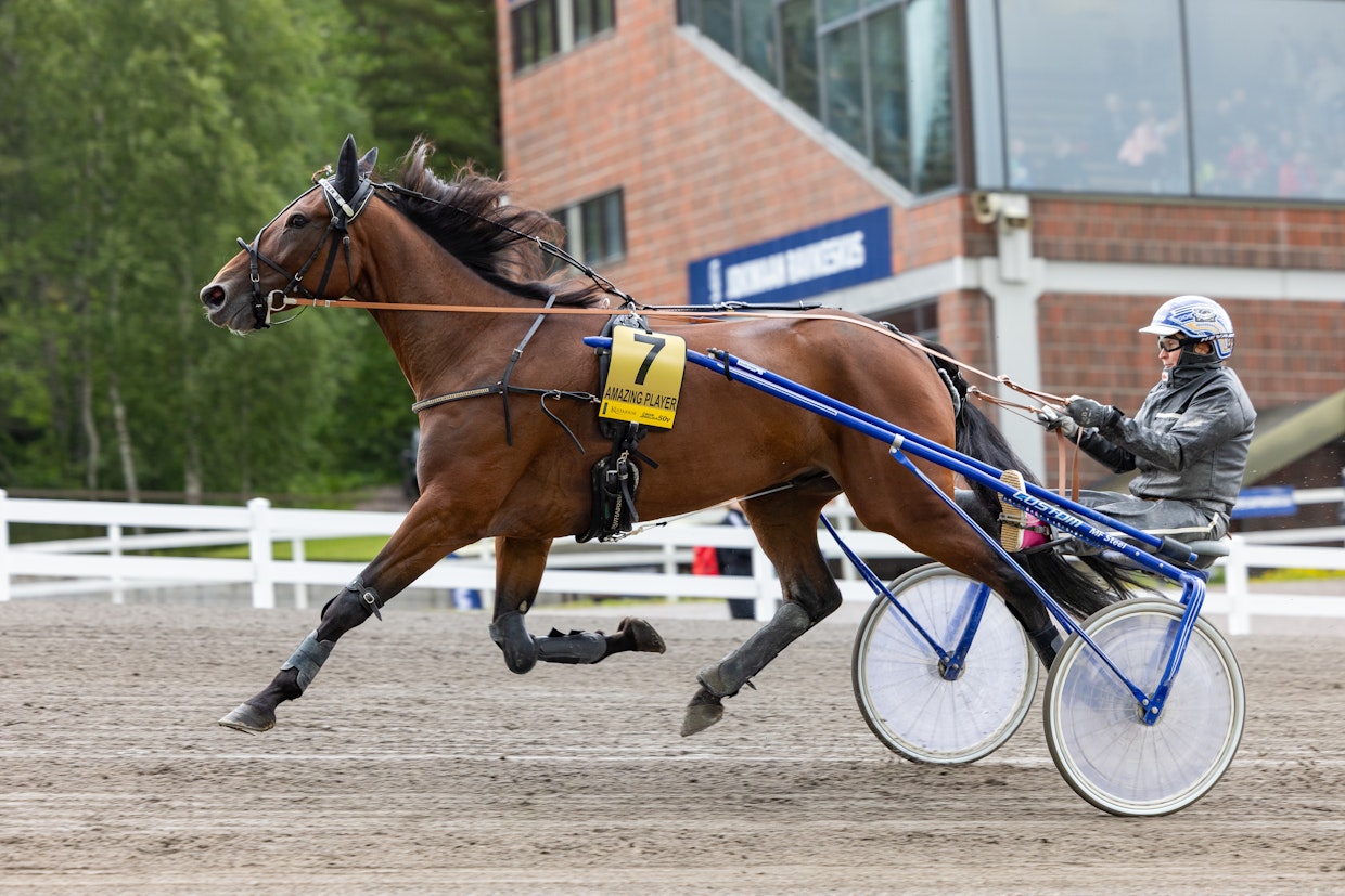 Amazing Player on Lahden Toto5-pelin avainhevosia.