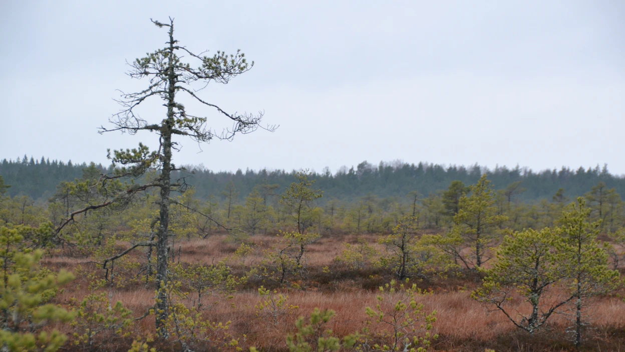 Uudella luonnonsuojelualueella on laajasti erilaisia neva- ja nevarämetyyppejä. Kolme varsinaista pääsuotyyppiä ovat karu lyhytkorsiräme, ruohoinen sararäme ja ruohoinen sarakorpi. Kuvituskuva.