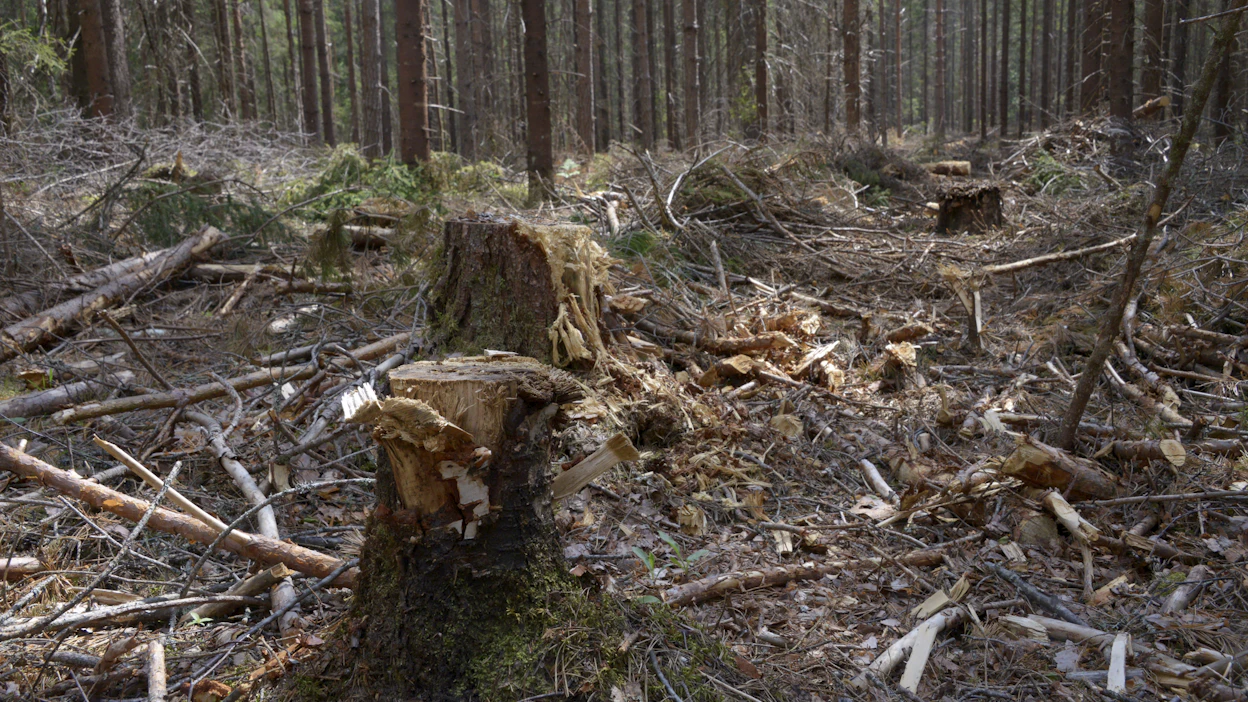 Metsiimme jäi vuoden 2023 hakkuiden jäljiltä lahoamaan ainakin 15–20 miljoonaa kuutiota hakkuutähteitä ja taimikonhoidon jäljiltä pienempi määrä ohutta rankaa.