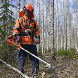 Metsuri Jani Pöllänen poisti lohjalaiselta metsäpalstalta risukkoa koivikon harvennuksen tieltä. Pystykaupassa ostajat yleensä velvoittavat ennakkoraivauksen. SARI GUSTAFSSON