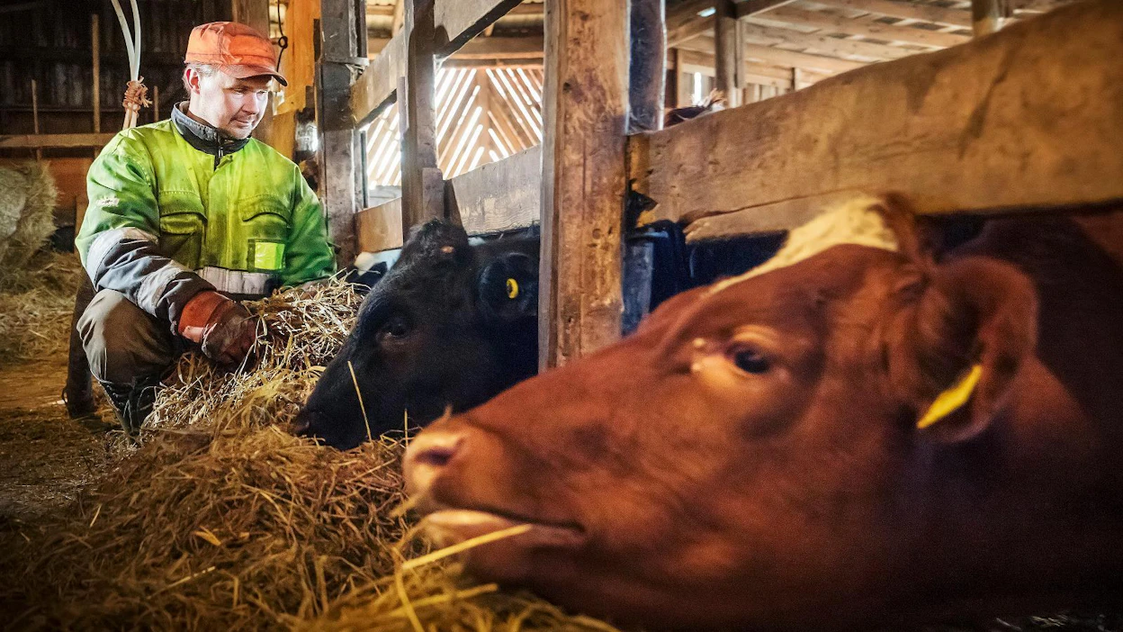 Antti Karppinen kasvattaa Heinävedellä hiehoja teuraaksi. Hän aikoo inventoida rehuvarastonsa lokakuun aikana. Jos ostotarvetta on, hän aikoo käyttää hyväkseen lehti- ja netti-ilmoituksia sekä teurastamoiden rehupörssejä.
