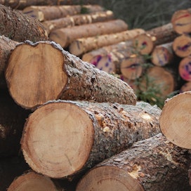 Alkuvuonna Metsäteollisuus ry:n jäsenyritykset ovat ostaneet puuta yksityismetsistä 23,8 miljoonaa kuutiometriä, mikä on yhtä paljon kuin huippuvuonna 2018 tähän aikaan.