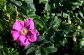 Kurtturuusu, Rosa rugosa, on luokiteltu Suomessa erittäin haitalliseksi vieraslajiksi.