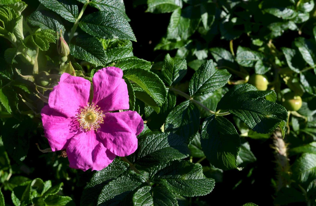 Kurtturuusu, Rosa rugosa, on luokiteltu Suomessa erittäin haitalliseksi vieraslajiksi.