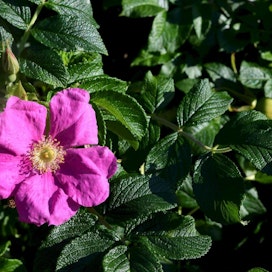 Kurtturuusu, Rosa rugosa, on luokiteltu Suomessa erittäin haitalliseksi vieraslajiksi.