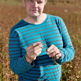 Hannu Mikkola kehottaa kokeilemaan tattaria, kunhan varmistaa, että pystyy pitämään korjuuketjun puhtaana muista viljoista. Kuva: Rami Marjamäki