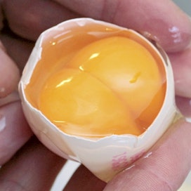 Pilaantunut kananmuna haisee rikottuna vastenmieliseltä. 