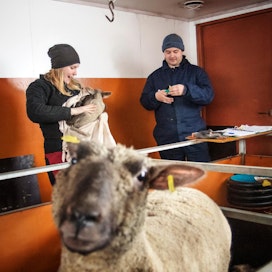 Pikkukaritsat punnitaan liinan avulla ja korvamerkitään samalla. Alexander Malyshev avusti Roosa Honkasta tilan töissä jalostuslampola Raja-Karjalan Oxford Downissa Tohmajärvellä viime viikolla. Malyshevin ostamat 22 lammasta siirtyvät tämän tilalle Venäjän Kurkijoelle toukokuussa.
