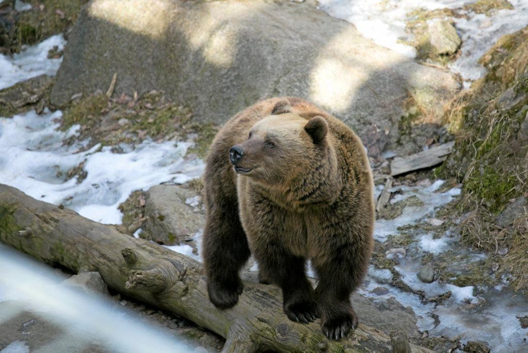 Luonnonvarakeskus arvioi Suomen karhukannan pysyneen vakaana.