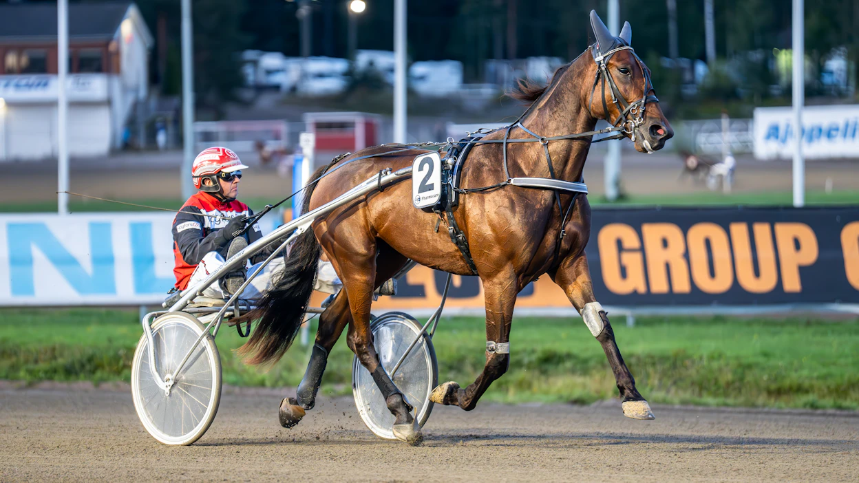 Shackhills Viking ehti tehdä urallaan 11 starttia. Kuvassa ruuna valmistautuu Jari Kinnusen kanssa Kriteriumin karsintaan kotiradalla Teivossa.