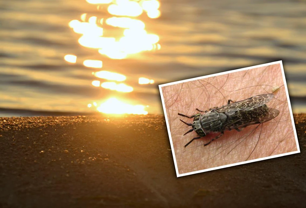 Keskikesällä sekä paarmat että ihmiset viihtyvät aurinkoisilla paikoilla vesistöjen äärellä. Suomen yleisimmän paarmalajin, suppupaarman, tunnistaa supussa olevista siivistä.