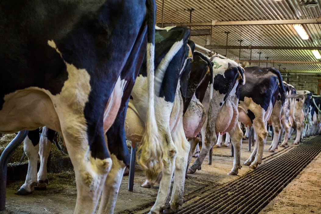 Parsi vai pihatto – vääntö jatkuu.