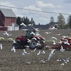 Hallitus on linjannut, että maatalouden kevättöihin tulisi 1500 ulkomaalaista kausityöläistä. Suomeen on saapunut tähän mennessä tästä vajaa kolmannes. LEHTIKUVA / JUSSI NUKARI