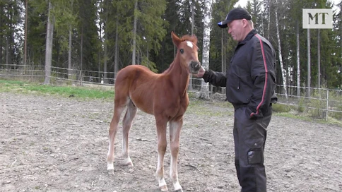 Risto Väre rapsuttelee tuoretta tulokasta.