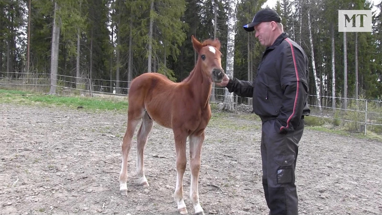 Risto Väre rapsuttelee tuoretta tulokasta.
