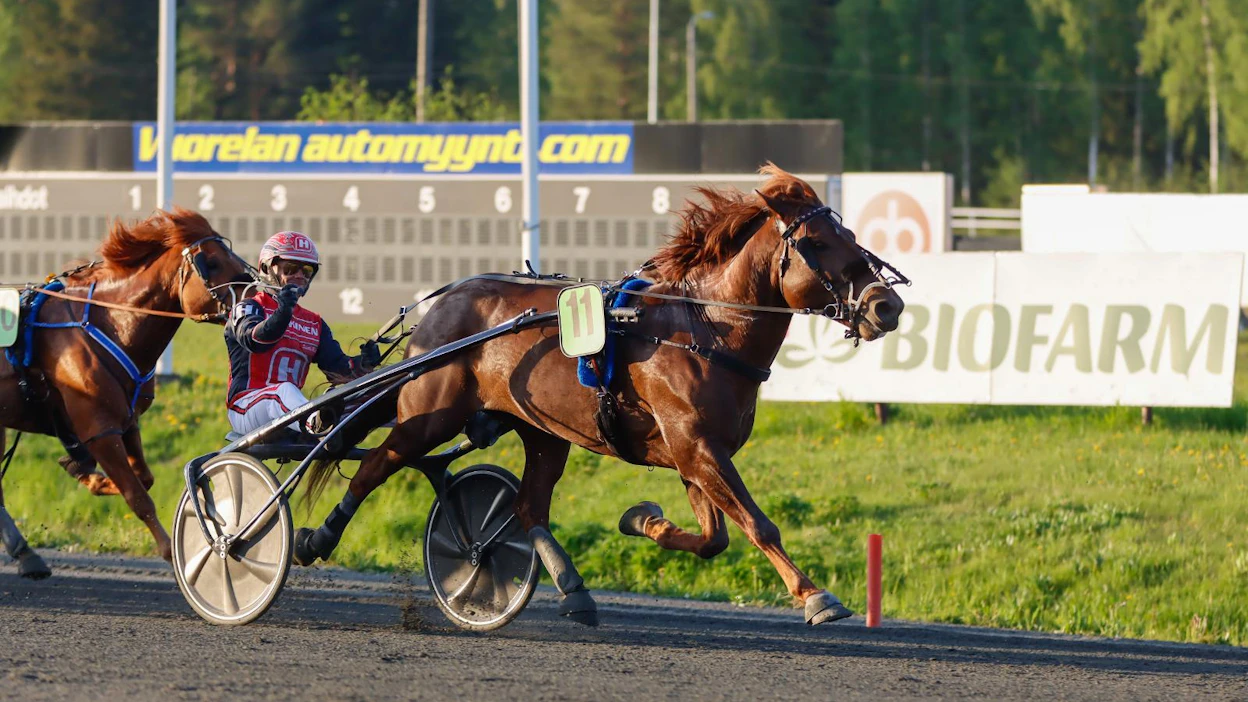 Evartti on tuoreen kuninkuusravirankingin kärki orien puolella. Kuvassa Evartti voittaa Savo-ajon Kuopiossa Santtu Raitala rattaillaan.