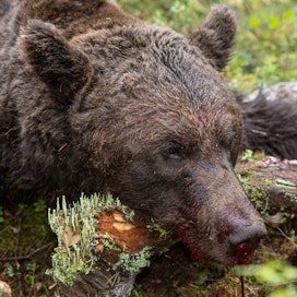 Karhun metsästyksen tavoitteena on leikata kantaa erityisesti Pohjois-Karjalassa