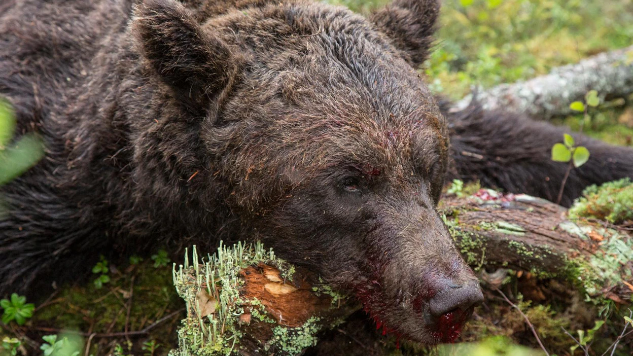 Karhun metsästyksen tavoitteena on leikata kantaa erityisesti Pohjois-Karjalassa