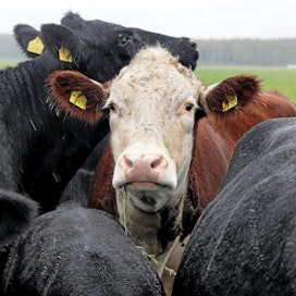 Irlannista epäillään löytyneen hullun lehmän tautia. Kuvan lehmä ei liity tapaukseen.