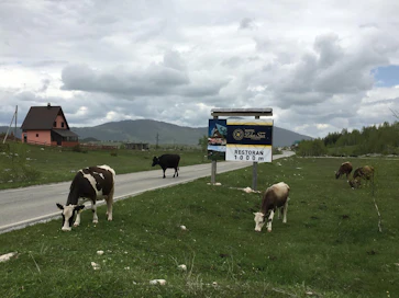 Lähes kaikissa Länsi-Balkanin maissa voi törmätä lehmiin, vuohiin, lampaisiin ja aaseihin tiellä. Kuvassa montenegrolaisia lehmiä.
