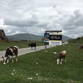 Lähes kaikissa Länsi-Balkanin maissa voi törmätä lehmiin, vuohiin, lampaisiin ja aaseihin tiellä. Kuvassa montenegrolaisia lehmiä.