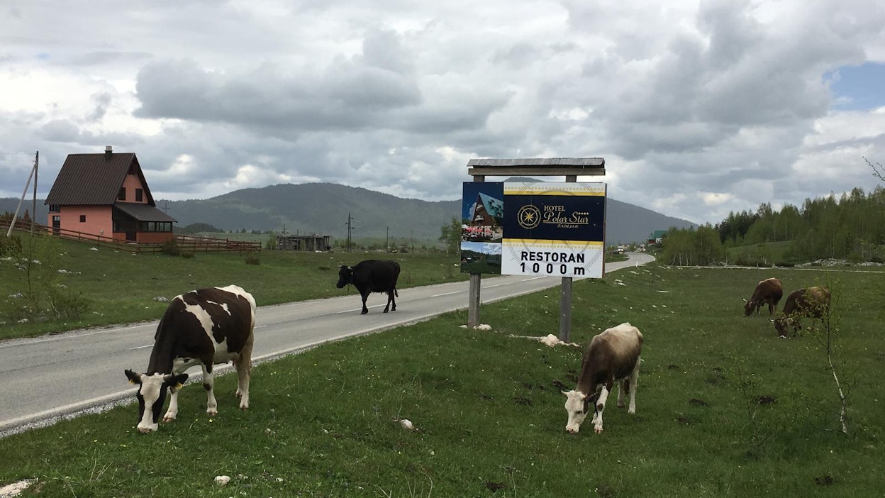 Lähes kaikissa Länsi-Balkanin maissa voi törmätä lehmiin, vuohiin, lampaisiin ja aaseihin tiellä. Kuvassa montenegrolaisia lehmiä.