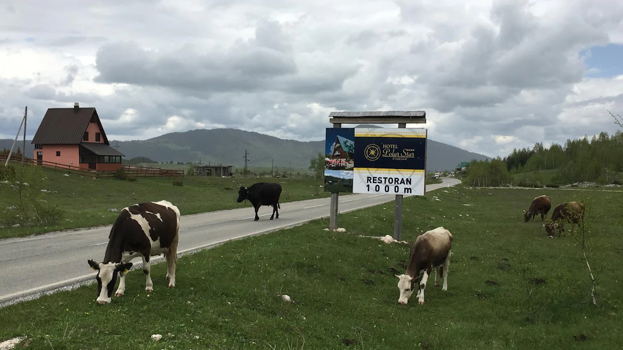 Lähes kaikissa Länsi-Balkanin maissa voi törmätä lehmiin, vuohiin, lampaisiin ja aaseihin tiellä. Kuvassa montenegrolaisia lehmiä.