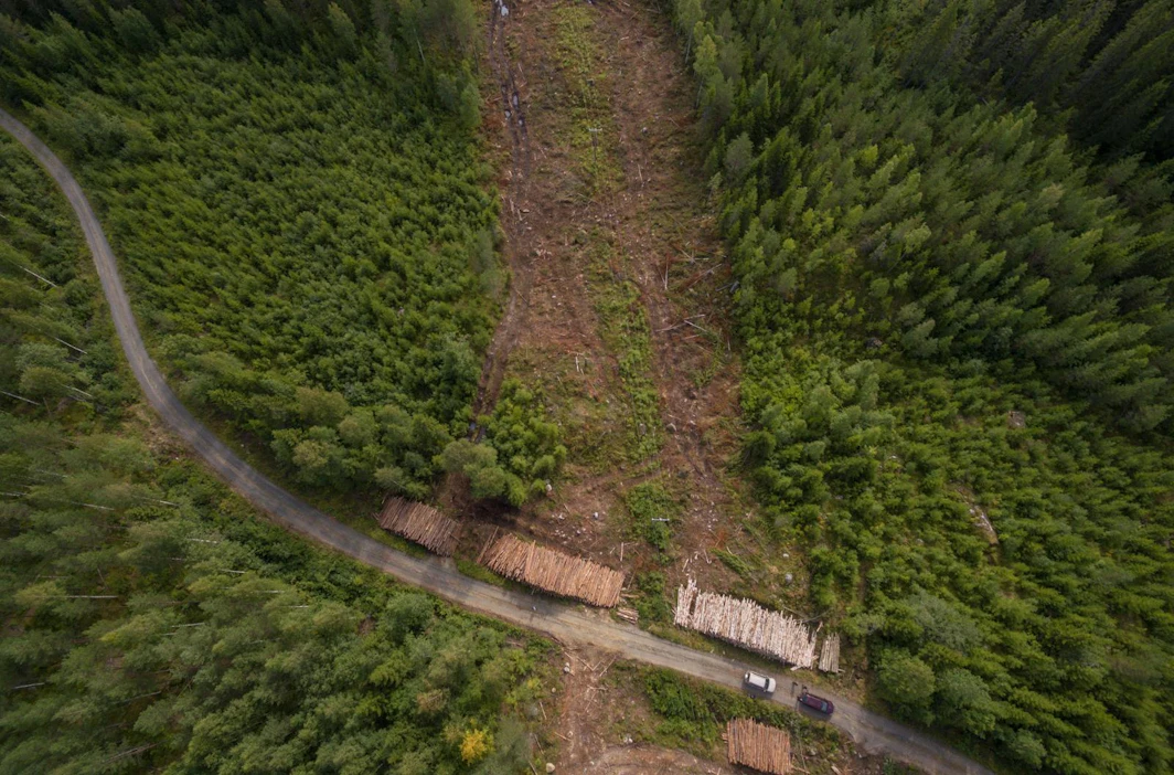Pohjois-Karjalassa sähkölinjojen vierimetsänhoito on vähentänyt sähkökatkoja noin kymmenesosaan aikaisemmasta.