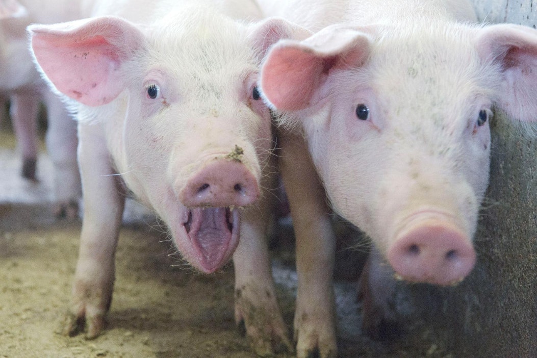 Ruuaksi koko eläin, myös herkulliset poskilihat, lukija vaatii.