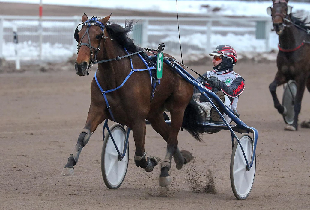 Kuvassa Vermossa komeaan voittoon kirivä Callela Ladyboss on Ravinetin varma Seinäjoen 76-jackpot-kierrokselle.