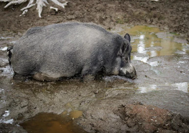 Saksassa on varmistunut jo kuusi sikaruttotapausta villisioista. Kaikki ovat Puolan rajan tuntumassa. Kuva ei liity tapauksiin.