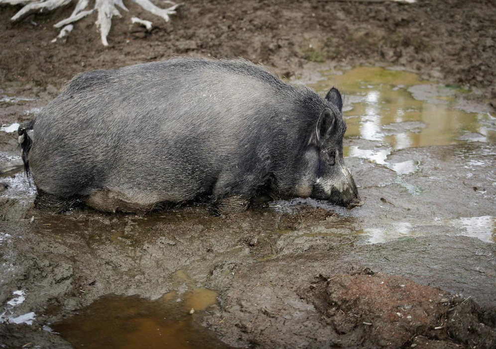 Saksassa on varmistunut jo kuusi sikaruttotapausta villisioista. Kaikki ovat Puolan rajan tuntumassa. Kuva ei liity tapauksiin.