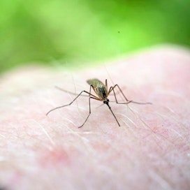 Thermacell-laitteen on uutisoitu tappavan hyttysten lisäksi muun muassa pölyttäjiä.