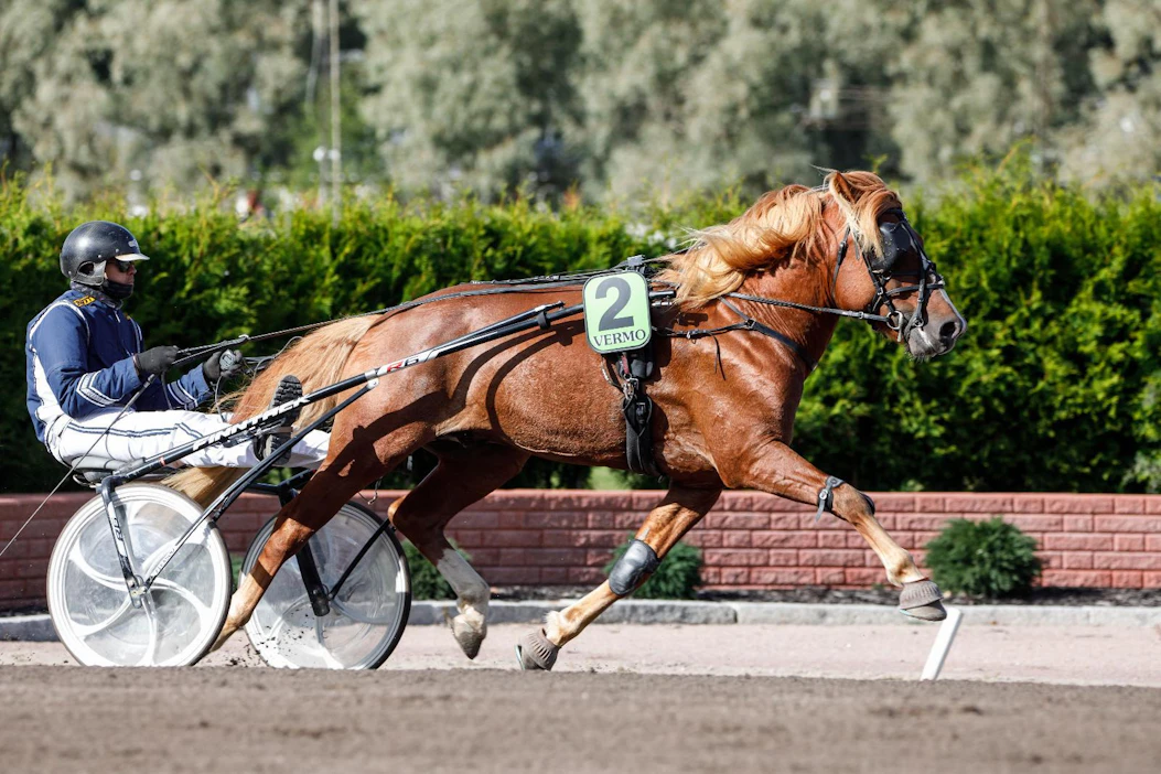 Sampo Kujalan ohjastama ja valmentama Helkan Toivo kilpailee vahvassa vireessä.
