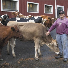 Viikin koetilan lehmistä huolehditaan Miika Kahelinin johdolla. MARKKU OJALA